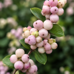 Imelovník (Symphoricarpos) ‘Symphony Rave’ - výška 40-60 cm, kont. C3L